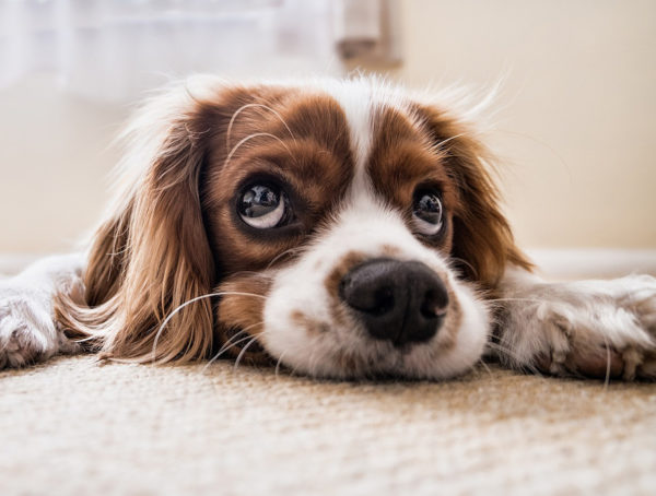 Hundewelpe macht große Augen