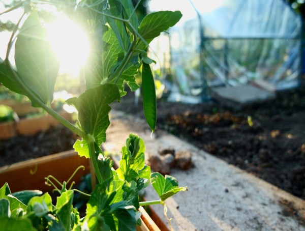 Pflanze mit Sonnenschein im Hintergrund